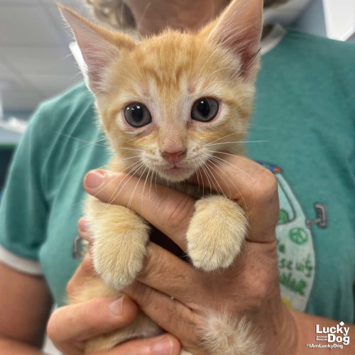 Holly, Baby Domestic Short Hair / Mixed (short coat), cat for adoption in Annapolis, Maryland