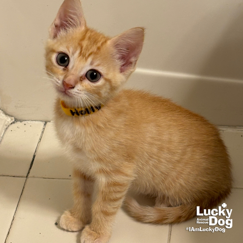 Holly, an adoptable Domestic Short Hair in Washington, DC