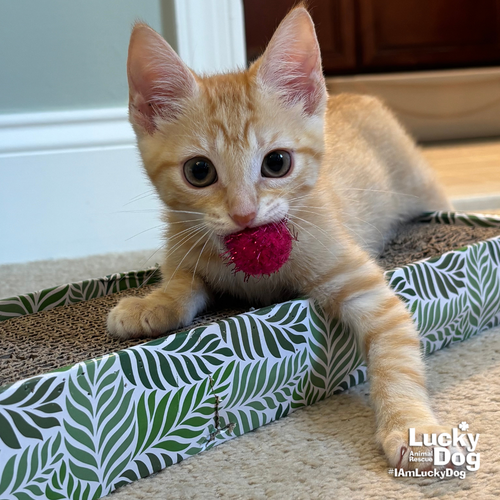 Holly, an adoptable Domestic Short Hair in Washington, DC
