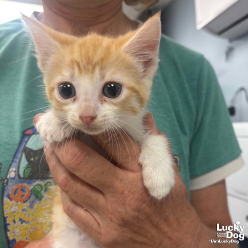 Hibiscus, Baby Domestic Short Hair / Mixed (short coat), cat for adoption in Annapolis, Maryland