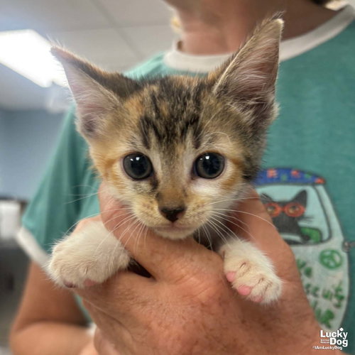 Harlow, Baby Domestic Short Hair / Mixed (short coat), cat for adoption in Annapolis, Maryland