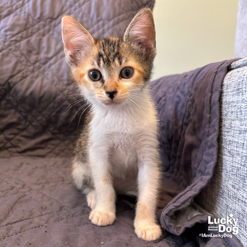 Harlow, an adoptable Domestic Short Hair in Washington, DC