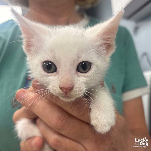 Hosta, Baby Domestic Short Hair / Mixed (short coat), cat for adoption in Annapolis, Maryland
