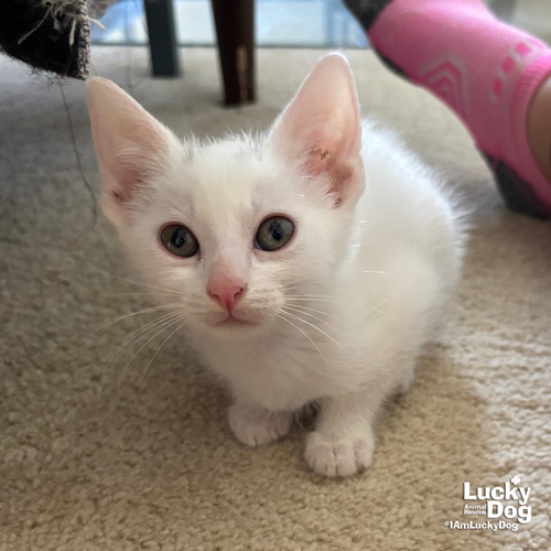 Hosta, Baby Domestic Short Hair / Mixed (short coat), cat for adoption in Annapolis, Maryland