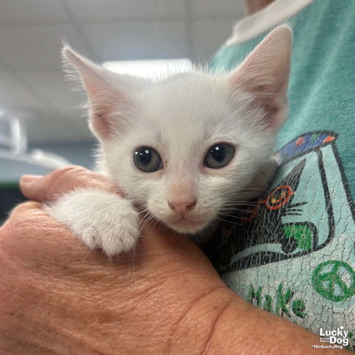 Hydrangea, Baby Domestic Short Hair / Mixed (short coat), cat for adoption in Annapolis, Maryland