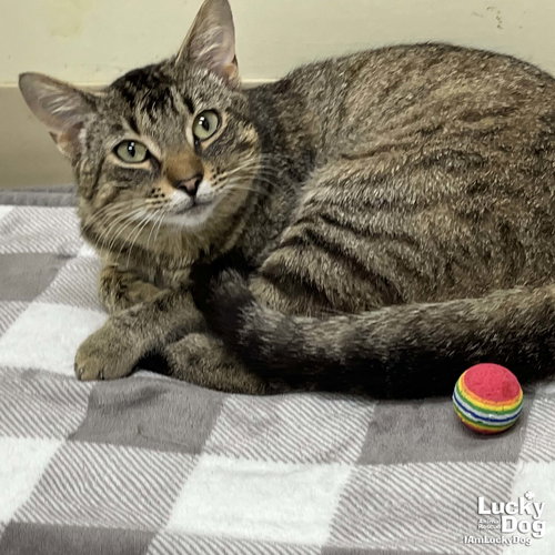 Twix, Adult Domestic Short Hair / Mixed (short coat), cat for adoption in Bowie, Maryland