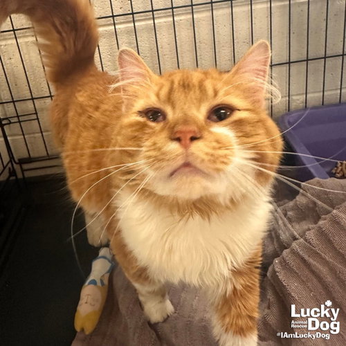 Garf Brooks, an adoptable Domestic Long Hair in Washington, DC