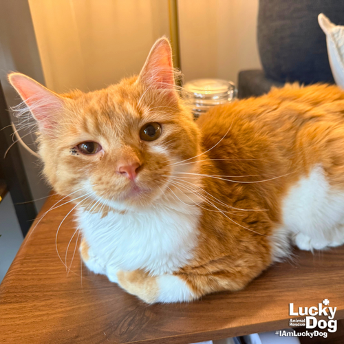Garf Brooks, Adult Domestic Long Hair / Mixed (long coat), cat for adoption in Bowie, Maryland
