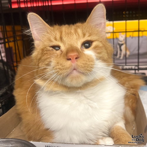 Garf Brooks, Adult Domestic Long Hair / Mixed (long coat), cat for adoption in Annapolis, Maryland