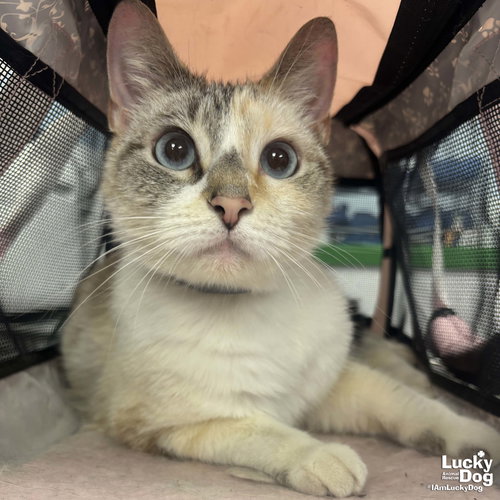 Tinkerbell, Adult Domestic Short Hair / Mixed (short coat), cat for adoption in Bowie, Maryland