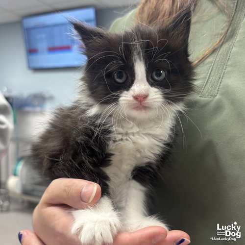 Ms. Huey, an adoptable Domestic Long Hair in Washington, DC
