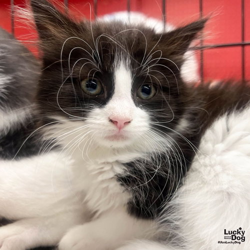 Ms. Huey, Baby Domestic Long Hair / Mixed (long coat), cat for adoption in Annapolis, Maryland