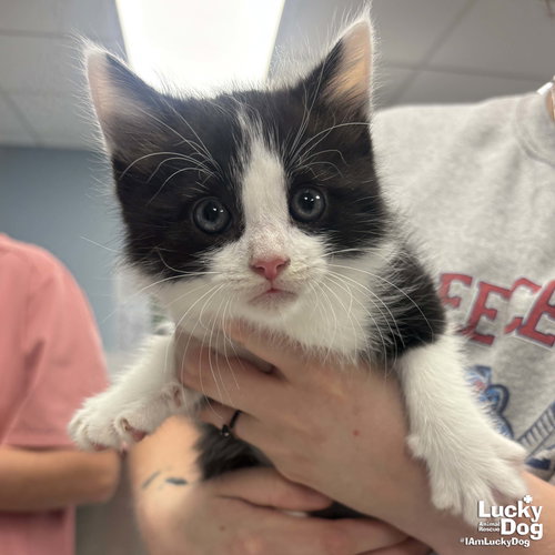 Mr. Dewey, an adoptable Domestic Long Hair in Washington, DC