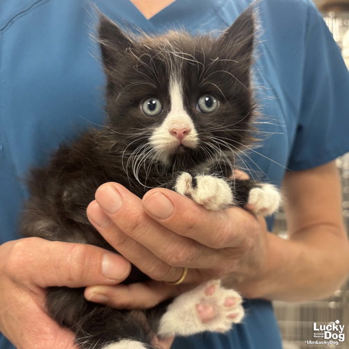Mr. Lewey, an adoptable Domestic Long Hair in Washington, DC