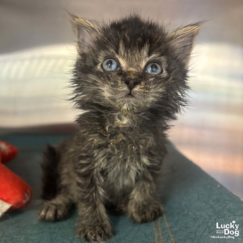 Alfalfa, Baby Domestic Short Hair / Mixed (short coat), cat for adoption in Bowie, Maryland