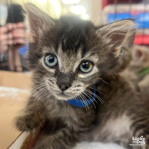 Alfalfa, Baby Domestic Short Hair / Mixed (short coat), cat for adoption in Annapolis, Maryland