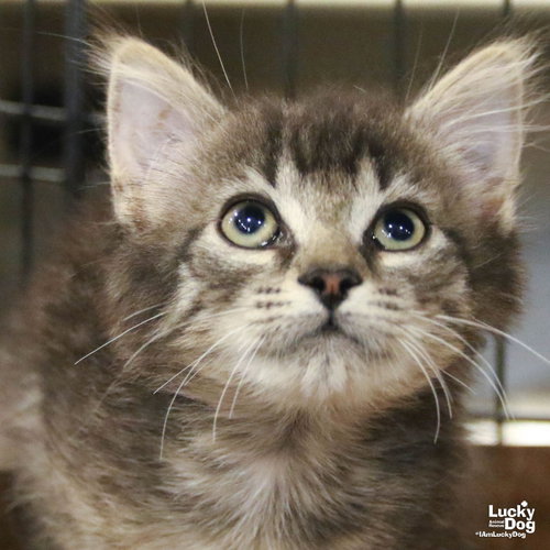 Alfalfa, Baby Domestic Short Hair / Mixed (short coat), cat for adoption in Manassas, Virginia