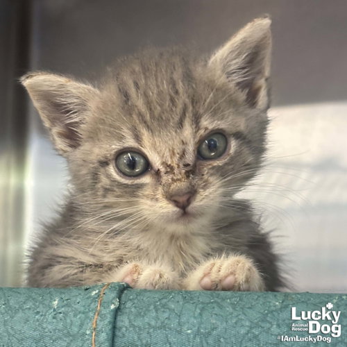 Abby, Baby Domestic Short Hair / Mixed (short coat), cat for adoption in Bowie, Maryland
