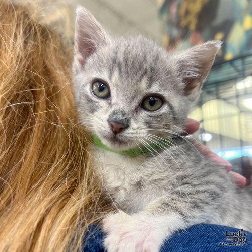 Abby, Baby Domestic Short Hair / Mixed (short coat), cat for adoption in Gaithersburg, Maryland