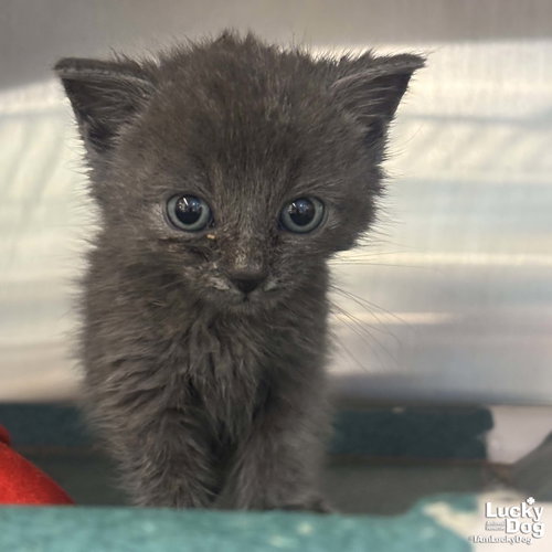 Anya, Baby Domestic Short Hair / Mixed (short coat), cat for adoption in Bowie, Maryland