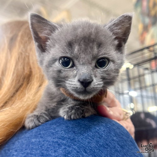 Anya, Baby Domestic Short Hair / Mixed (short coat), cat for adoption in Frederick, Maryland