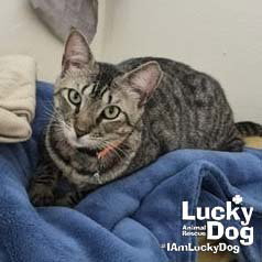 Margie, Adult Domestic Short Hair / Mixed (short coat), cat for adoption in Bowie, Maryland