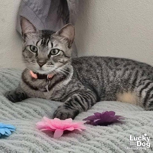 Tonita, Adult Domestic Short Hair / Mixed (short coat), cat for adoption in Bowie, Maryland