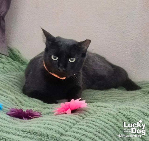 Priscilla, Adult Domestic Short Hair / Mixed (short coat), cat for adoption in Bowie, Maryland