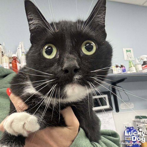 Libby, Adult Domestic Short Hair / Mixed (short coat), cat for adoption in Bowie, Maryland
