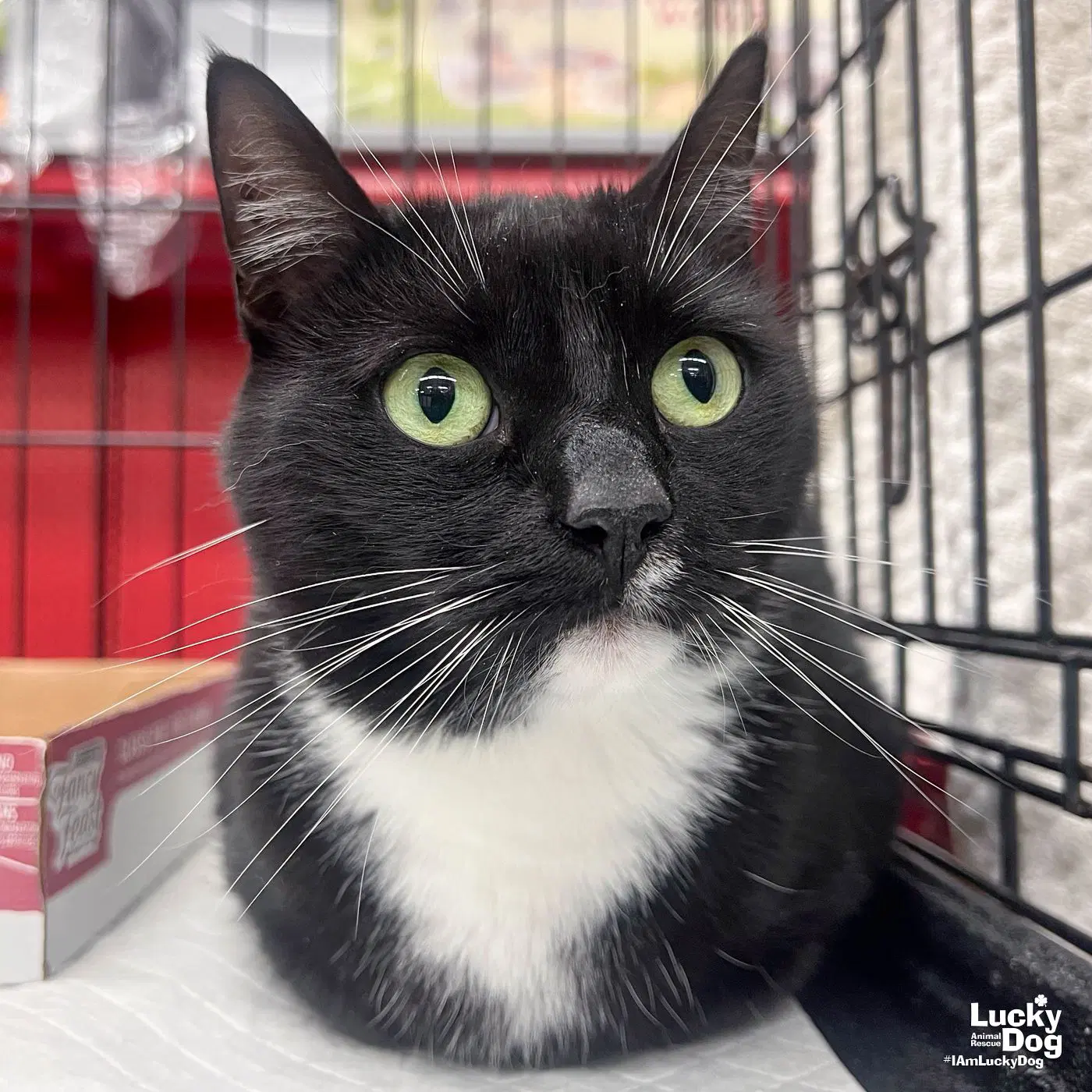 Libby - Domestic Short Hair