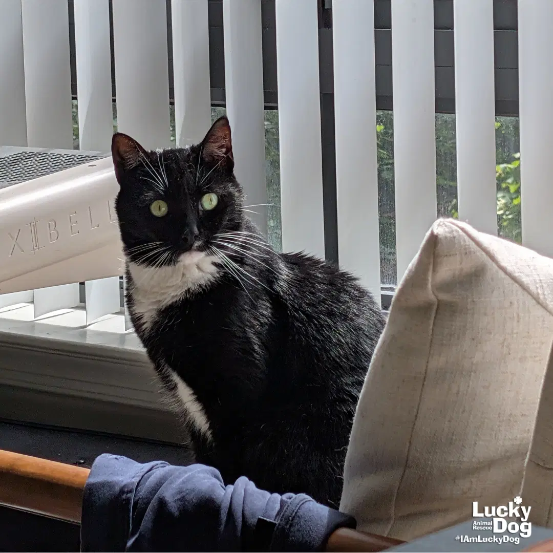 Libby image 2