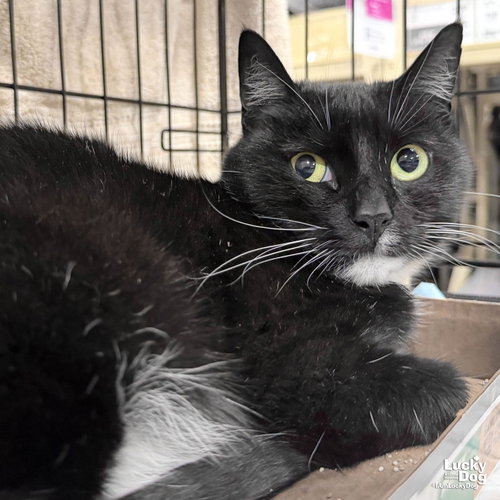 Libby, a cat for adoption from Lucky Dog Animal Rescue