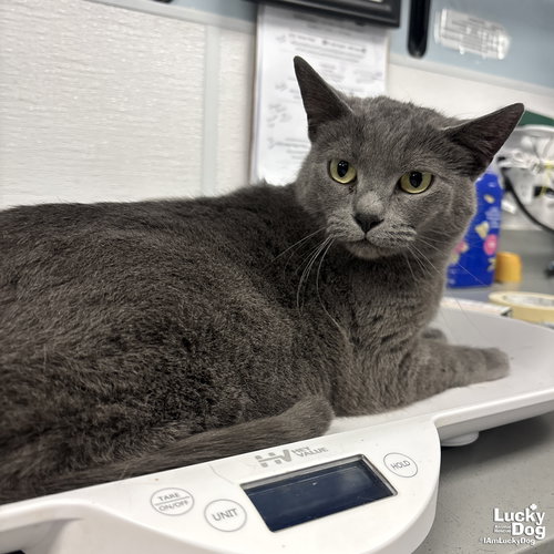 Gracie, Adult Domestic Short Hair / Mixed (short coat), cat for adoption in Bowie, Maryland