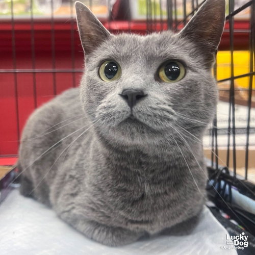 Gracie, Adult Domestic Short Hair / Mixed (short coat), cat for adoption in Annapolis, Maryland