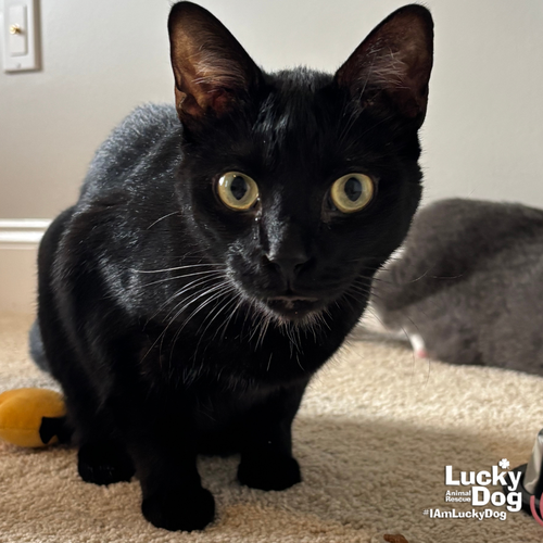 Gregory, Adult Domestic Short Hair / Mixed (short coat), cat for adoption in Bowie, Maryland