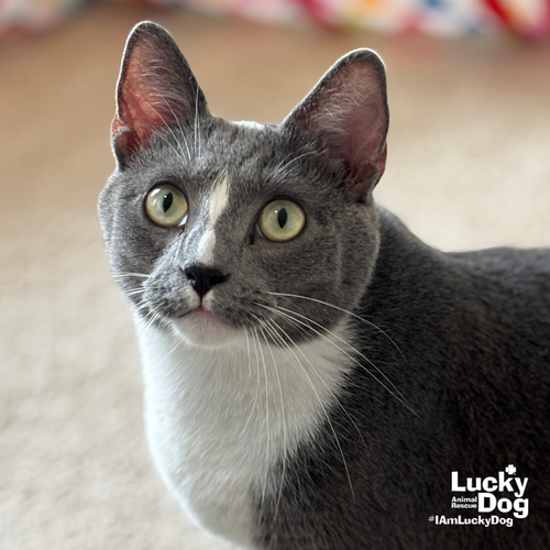 Graham, Adult Domestic Short Hair / Mixed (short coat), cat for adoption in Bowie, Maryland