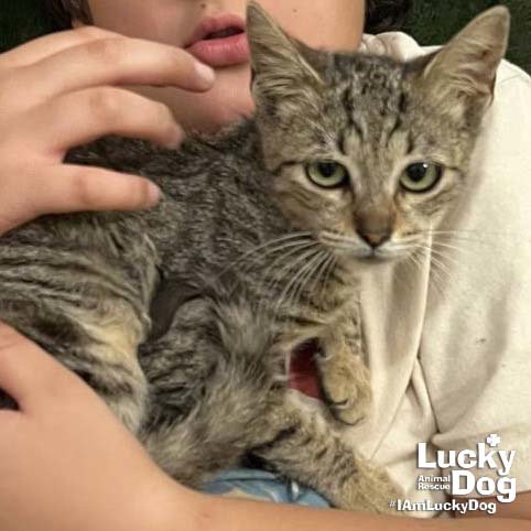 Michu, Young Domestic Short Hair / Mixed (short coat), cat for adoption in Bowie, Maryland