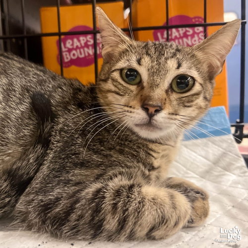 Michu, Young Domestic Short Hair / Mixed (short coat), cat for adoption in Annapolis, Maryland
