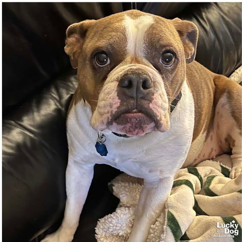 Pennie, an adoptable English Bulldog in Washington, DC