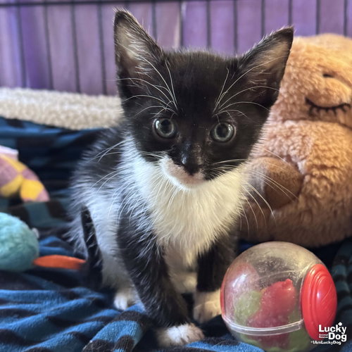 Gumby, Baby Domestic Short Hair / Mixed (medium coat), cat for adoption in Bowie, Maryland