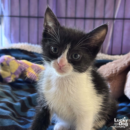 Guppy, an adoptable Domestic Short Hair in Washington, DC