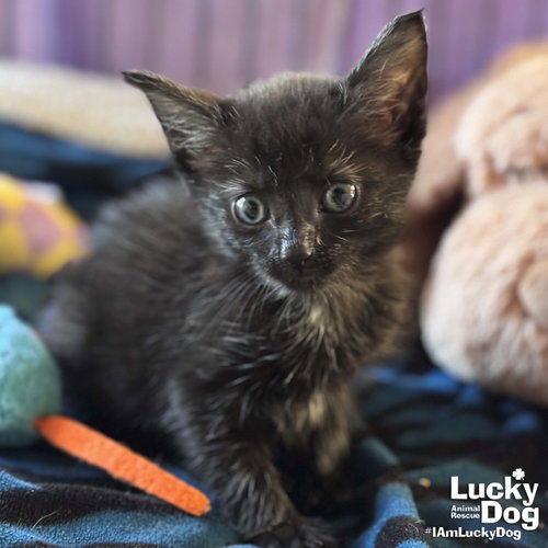 Goldie, Baby Domestic Short Hair / Mixed (medium coat), cat for adoption in Bowie, Maryland