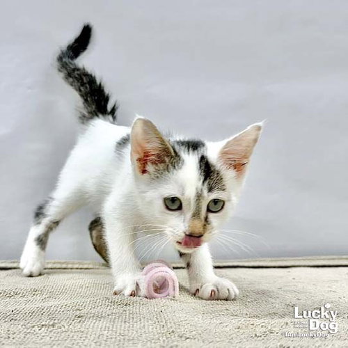 Obi Wan, an adoptable Domestic Short Hair in Washington, DC