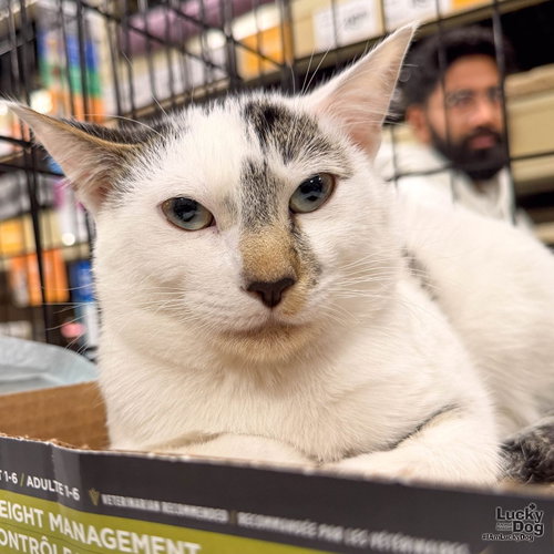 Obi Wan, a cat for adoption from Lucky Dog Animal Rescue