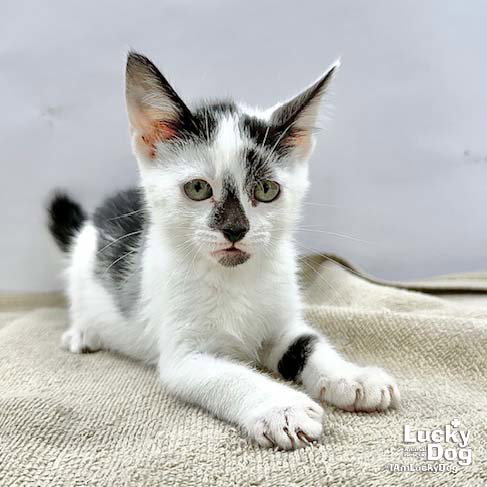 Otto, Baby Domestic Short Hair / Mixed (short coat), cat for adoption in Bowie, Maryland