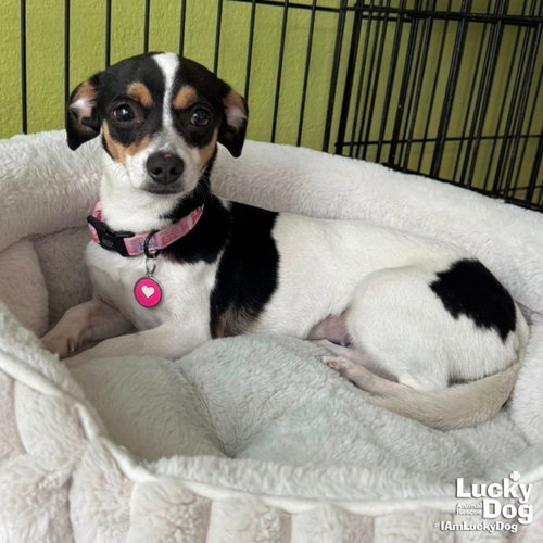 Mika, an adoptable Rat Terrier in Washington, DC