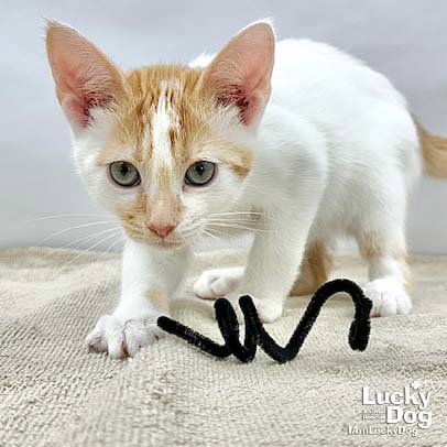 Oberon, Baby Domestic Short Hair / Mixed (short coat), cat for adoption in Bowie, Maryland