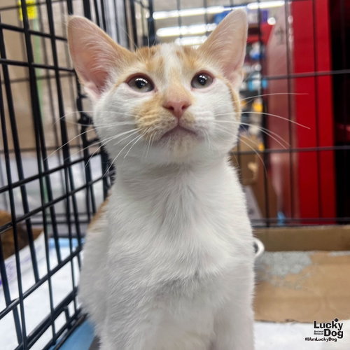 Oberon, Baby Domestic Short Hair / Mixed (short coat), cat for adoption in Annapolis, Maryland