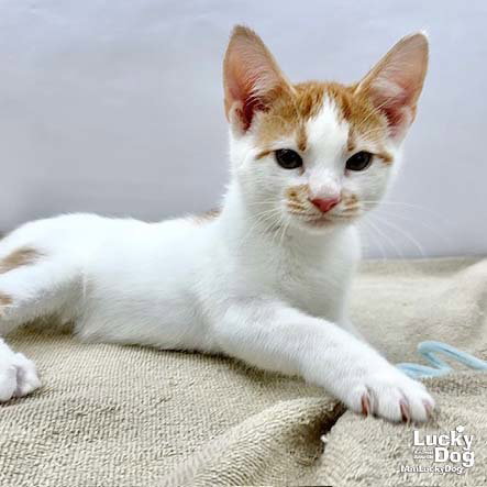 Owen, Baby Domestic Short Hair / Mixed (short coat), cat for adoption in Bowie, Maryland