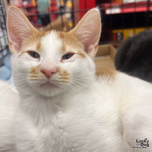 Owen, Baby Domestic Short Hair / Mixed (short coat), cat for adoption in Annapolis, Maryland